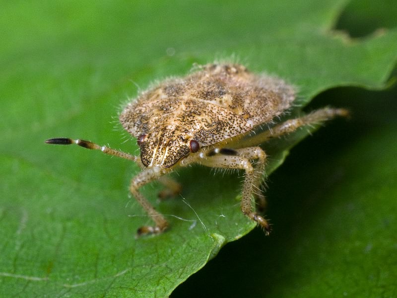 Dolycoris baccarum (Linnaeus, 1758)